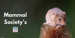 Mammal Society's Harvest mouse survey